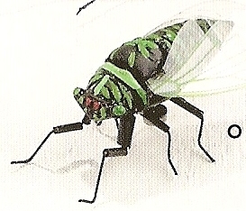 Cicadas