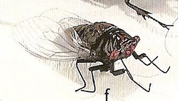 Cicadas