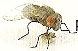 Flies