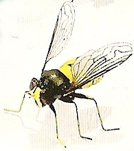 Flies