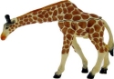 Giraffes