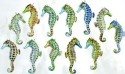 Seahorses