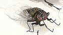 Cicadas